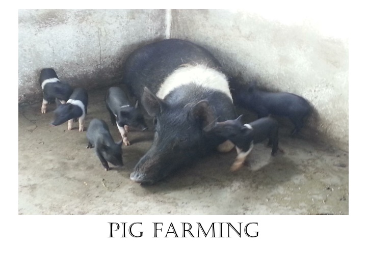 pig farming