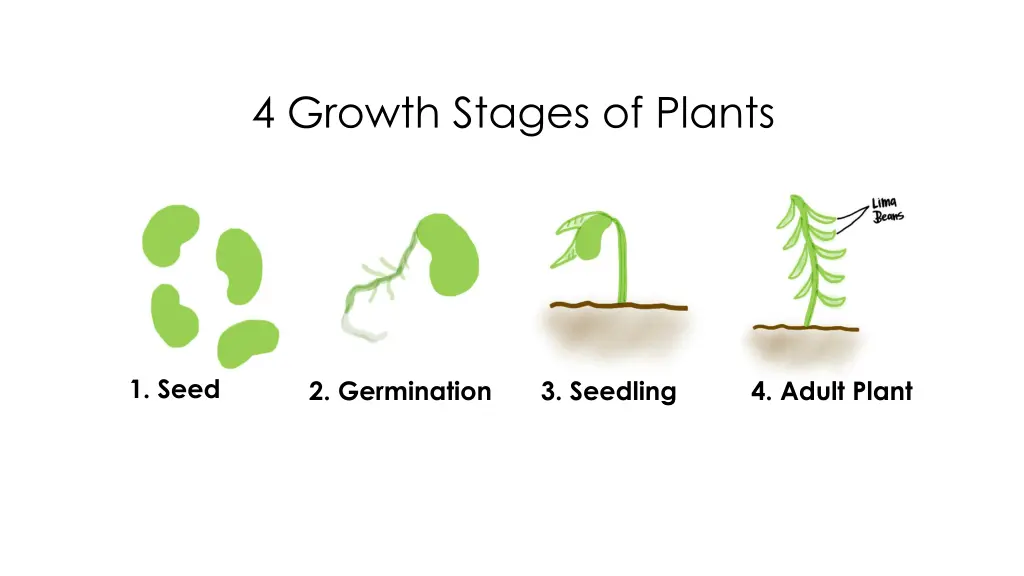 4 growth stages of plants