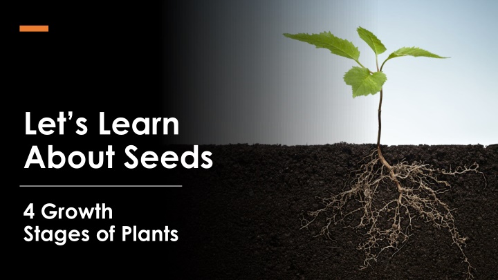 let s learn about seeds