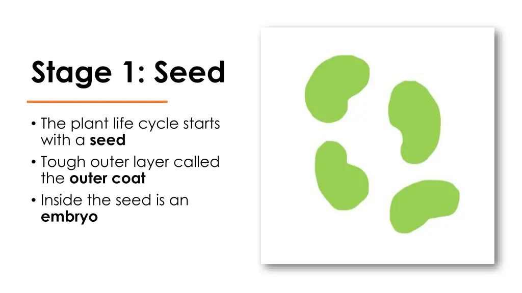 stage 1 seed