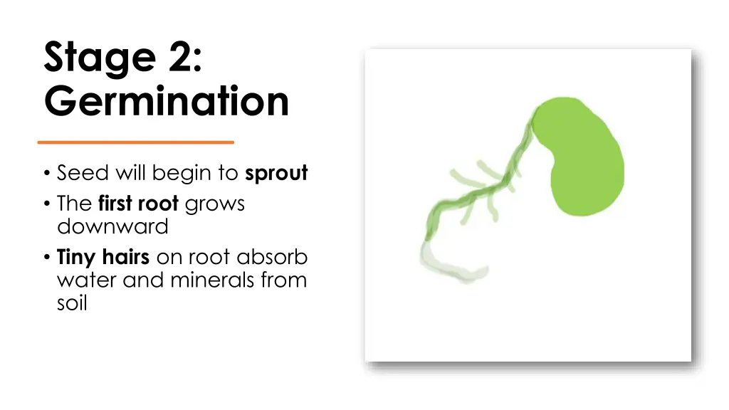 stage 2 germination