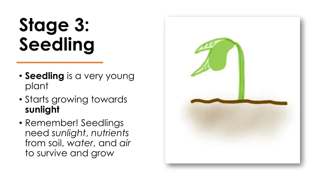 stage 3 seedling