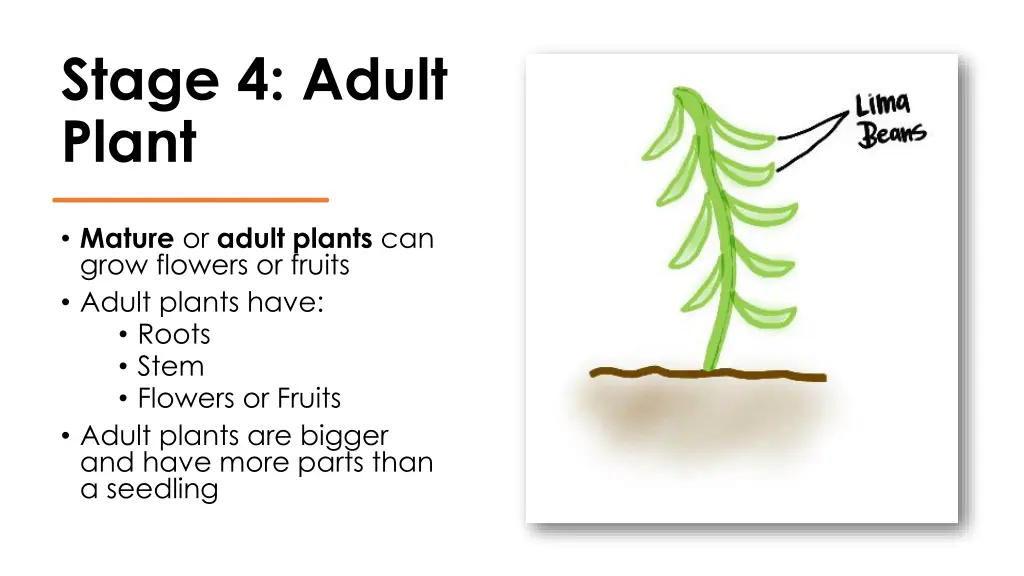 stage 4 adult plant