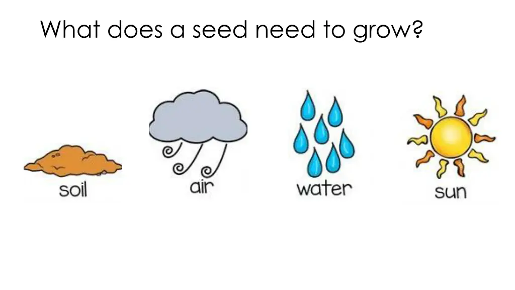 what does a seed need to grow