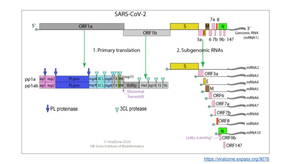 https viralzone expasy org 9076