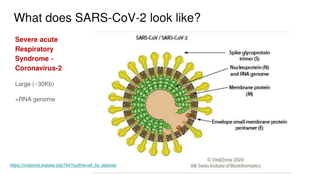 what does sars cov 2 look like