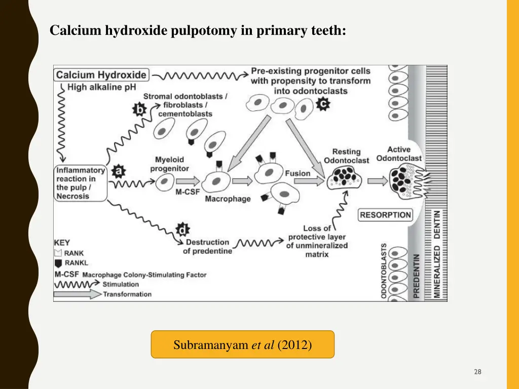 calcium hydroxide pulpotomy in primary teeth