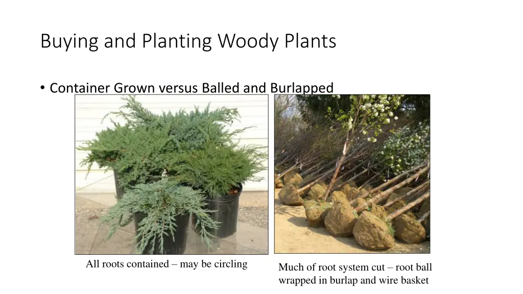 buying and planting woody plants