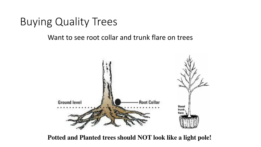 buying quality trees