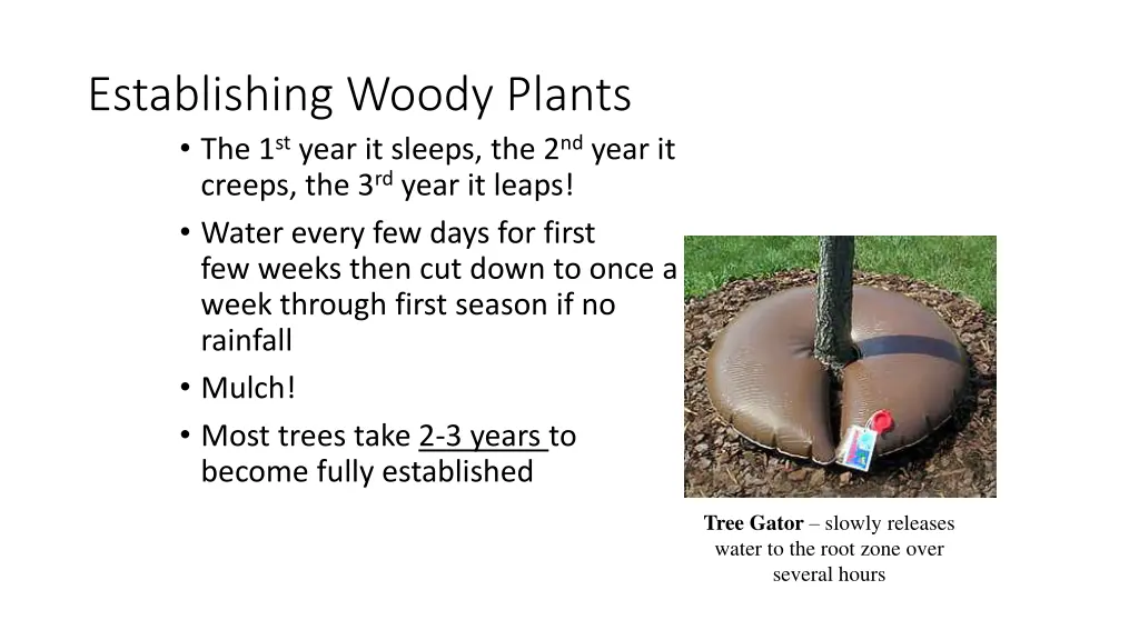 establishing woody plants the 1 st year it sleeps