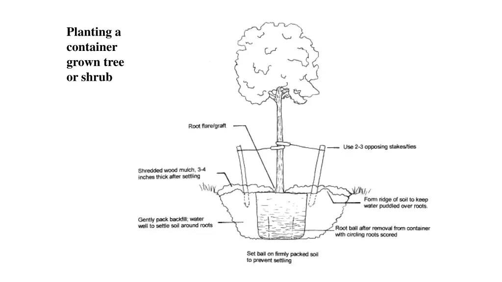 planting a container grown tree or shrub