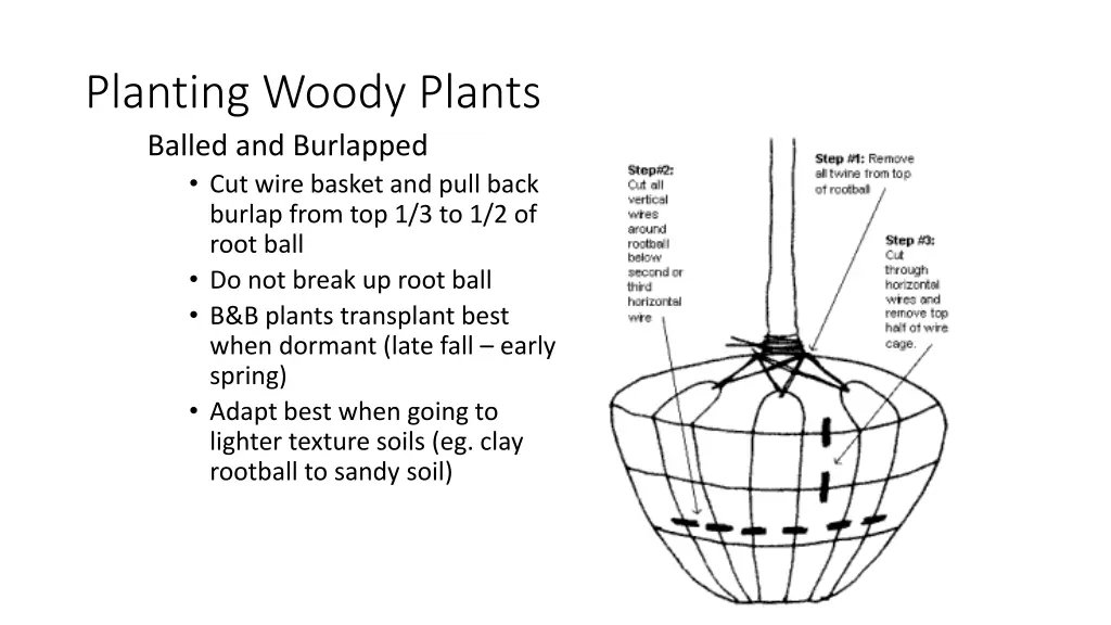 planting woody plants balled and burlapped