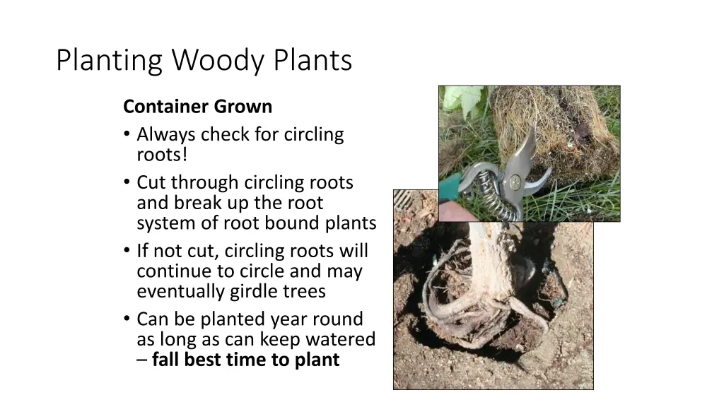 planting woody plants