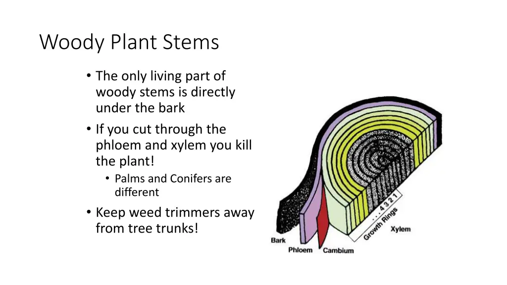 woody plant stems