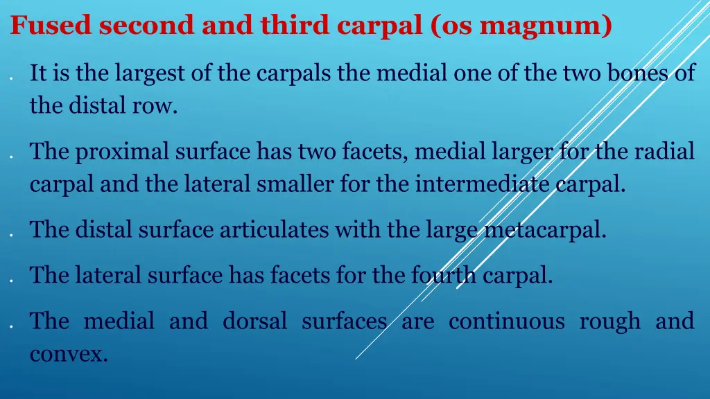 fused second and third carpal os magnum