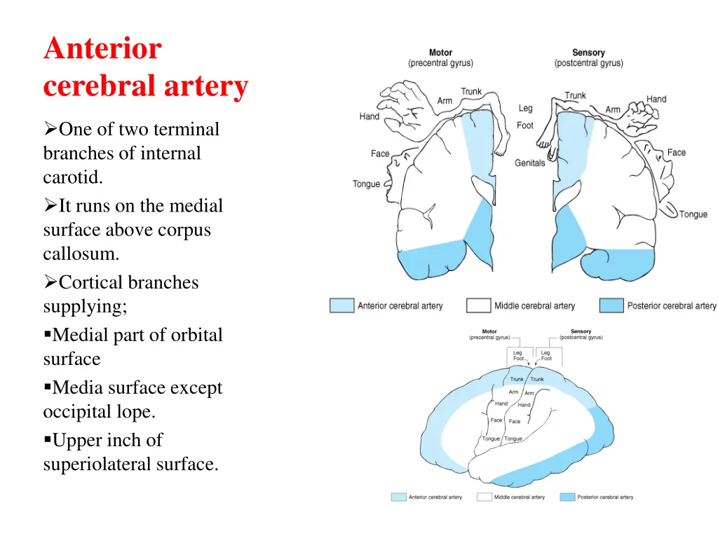 anterior cerebral artery