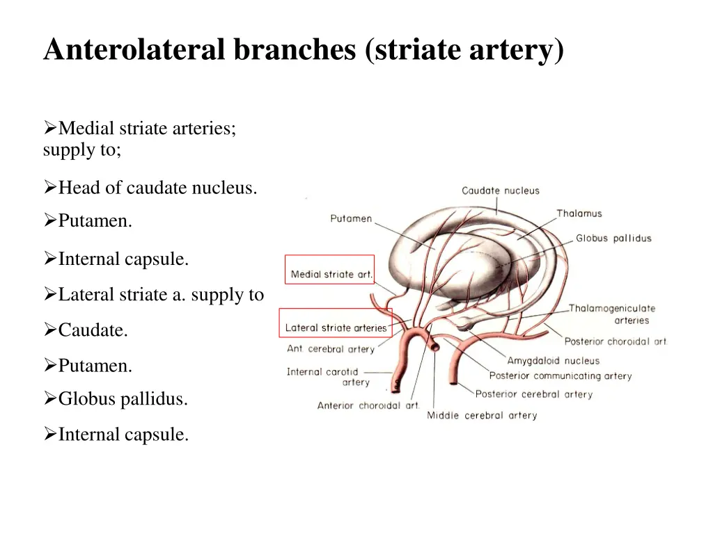 anterolateral branches striate artery