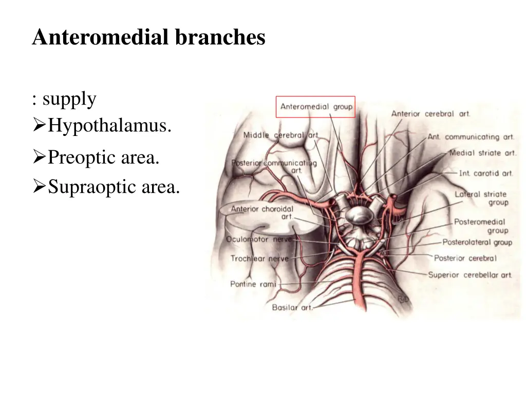 anteromedial branches