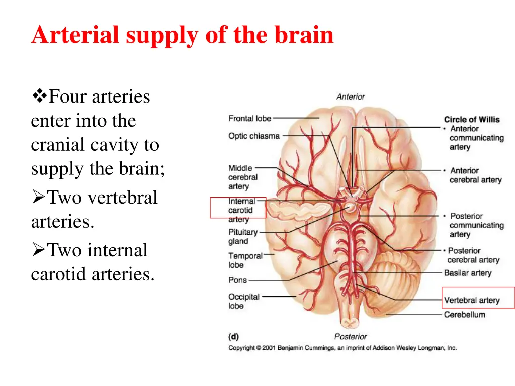 arterial supply of the brain