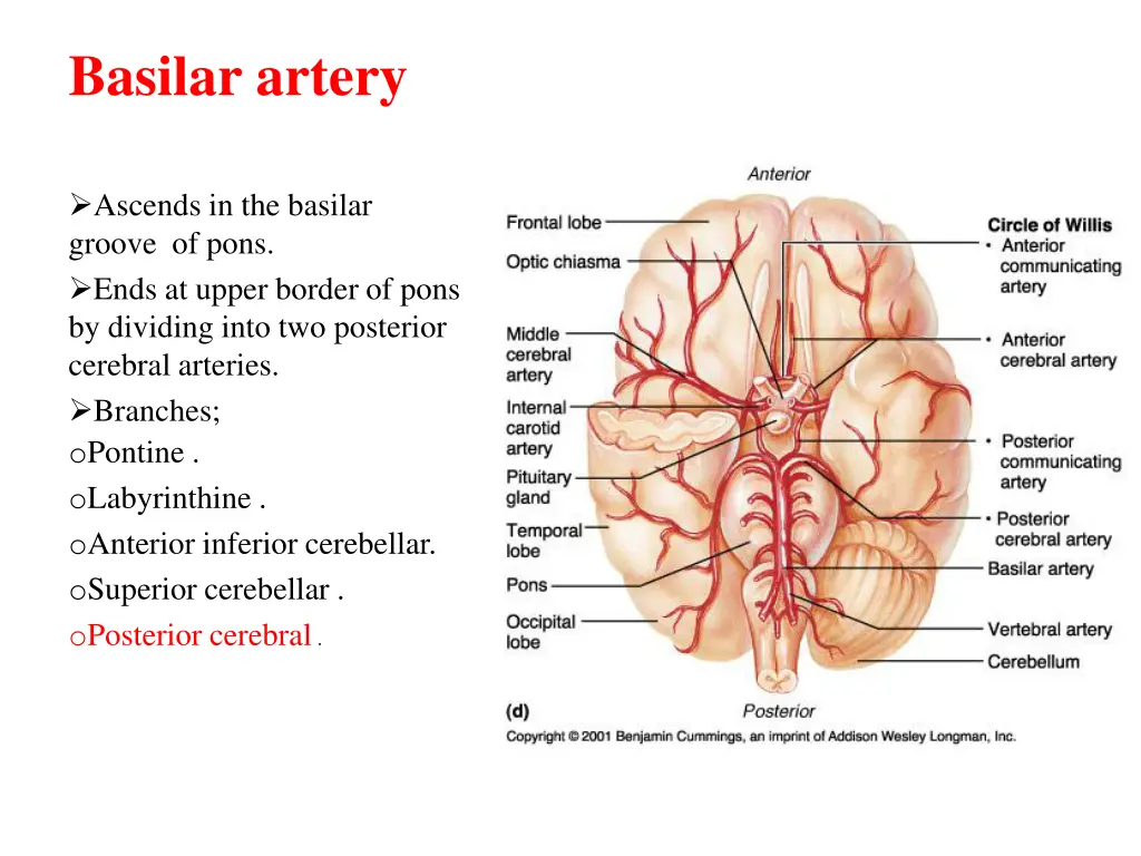 basilar artery