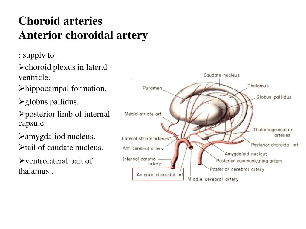 choroid arteries anterior choroidal artery