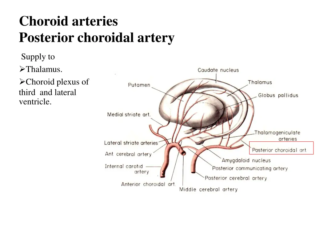 choroid arteries posterior choroidal artery