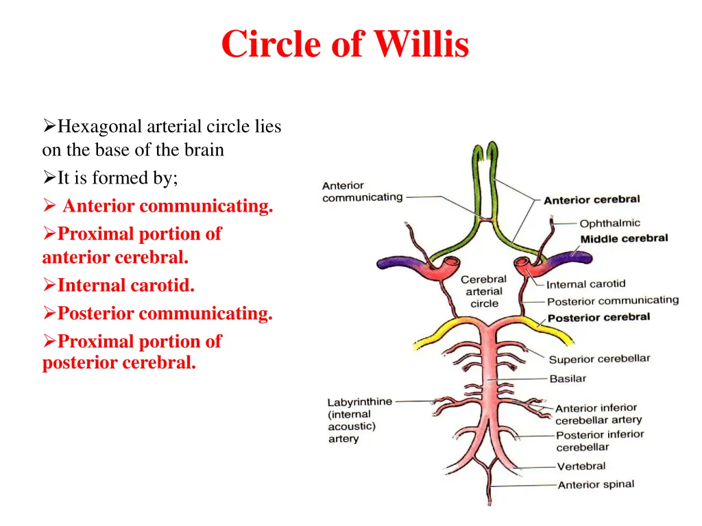 circle of willis