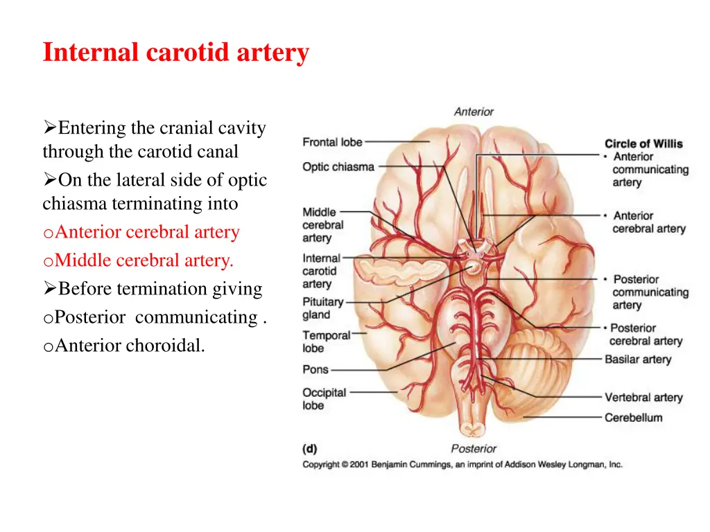 internal carotid artery