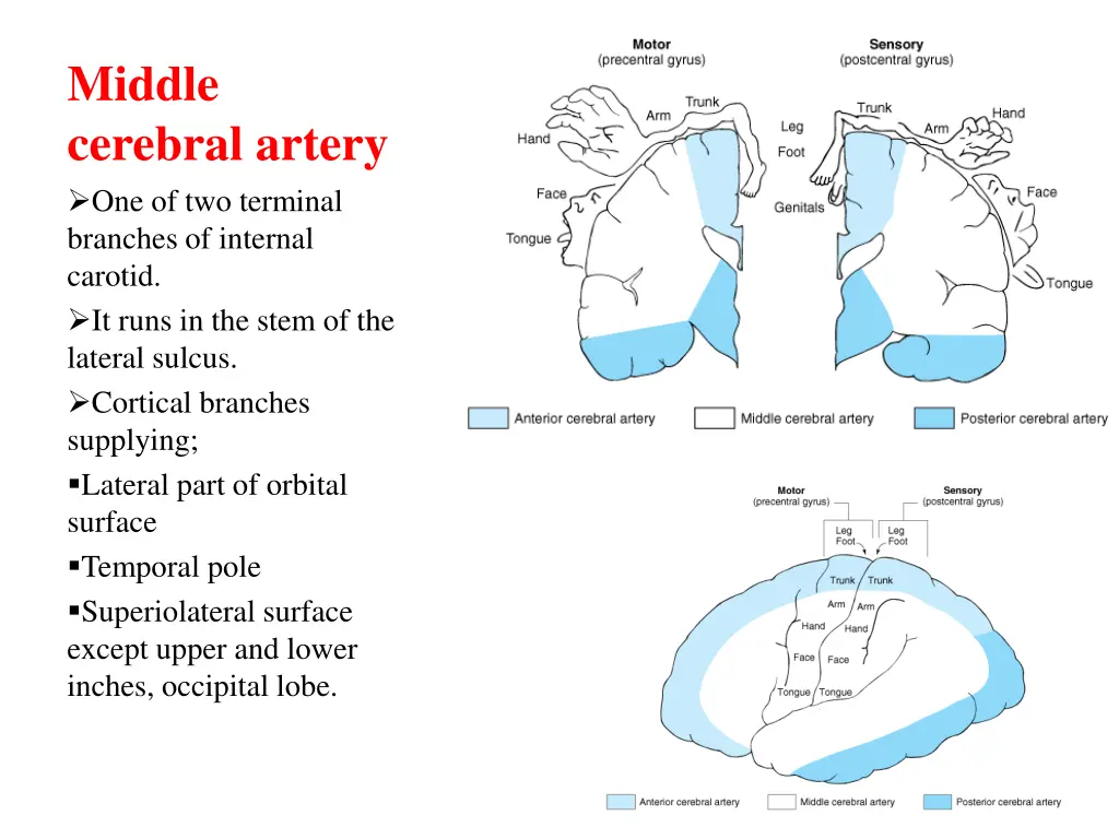 middle cerebral artery one of two terminal