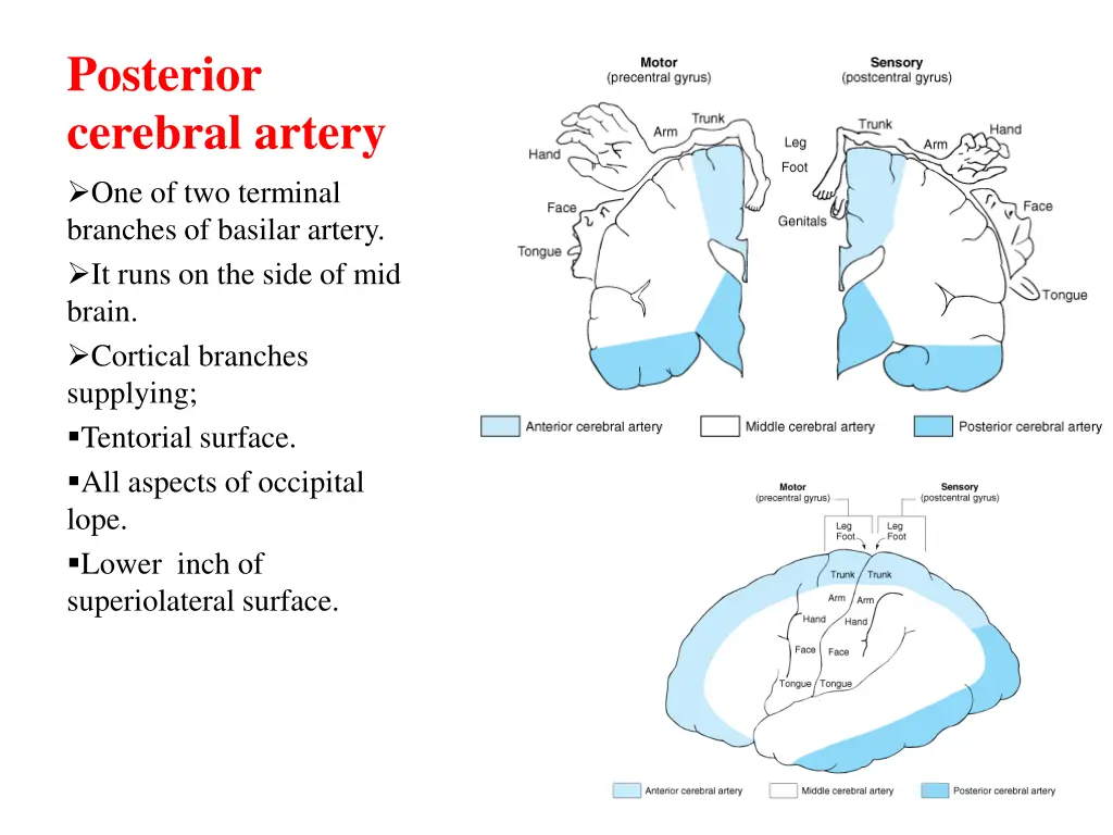 posterior cerebral artery one of two terminal