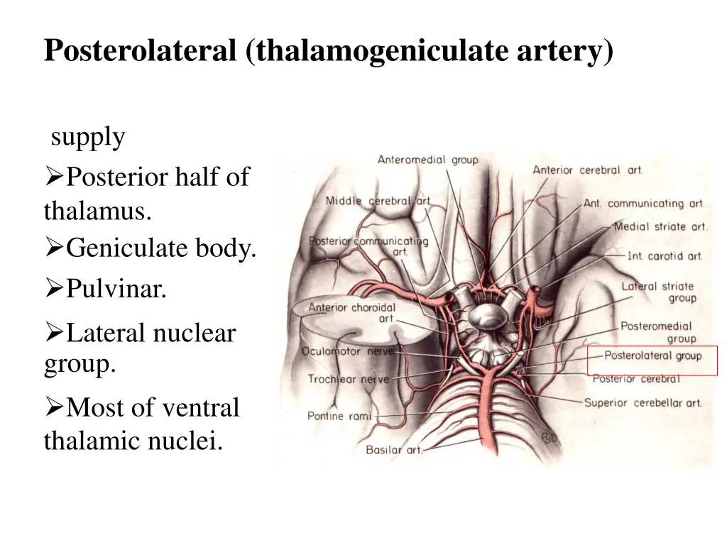 posterolateral thalamogeniculate artery