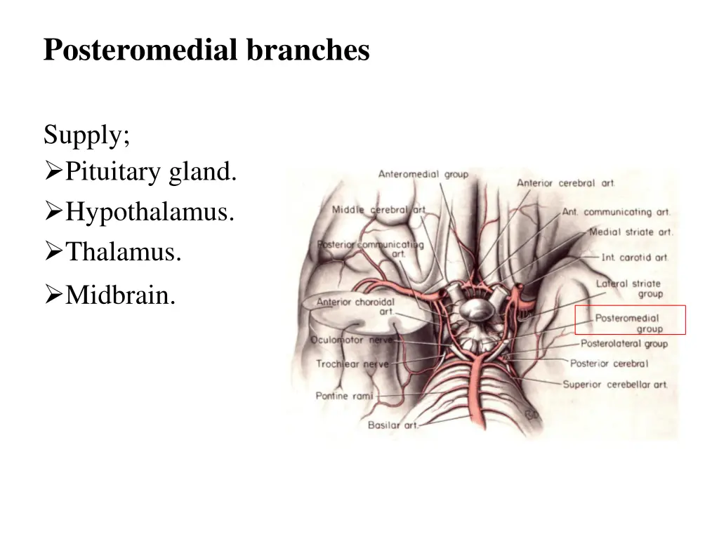 posteromedial branches