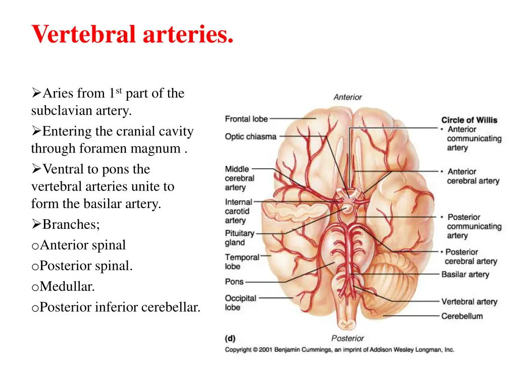 vertebral arteries