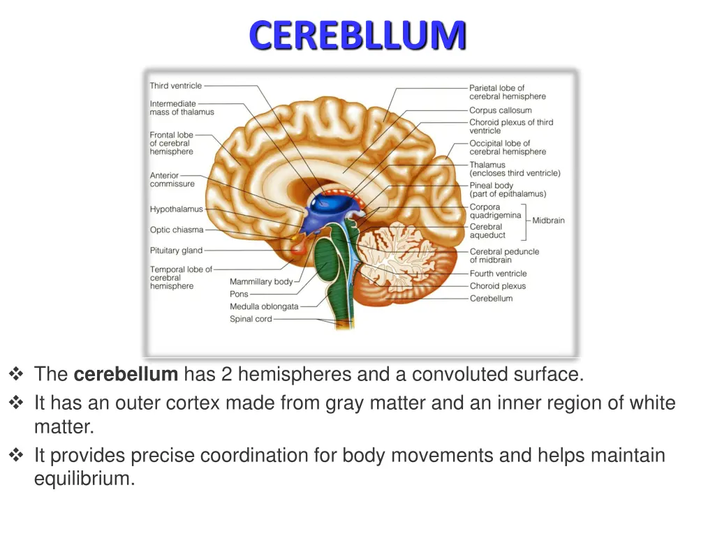 cerebllum