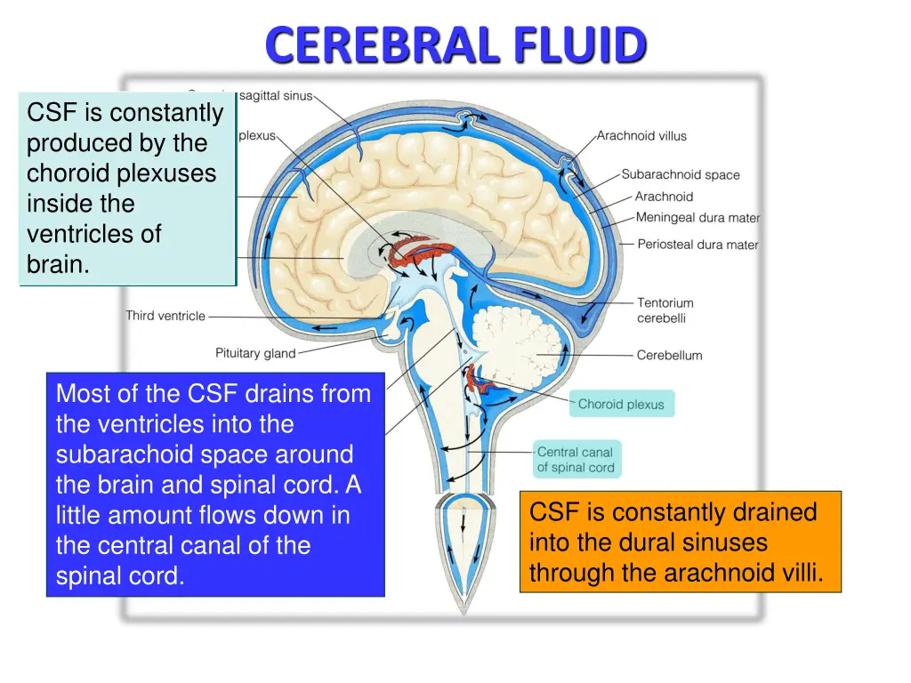 cerebral fluid