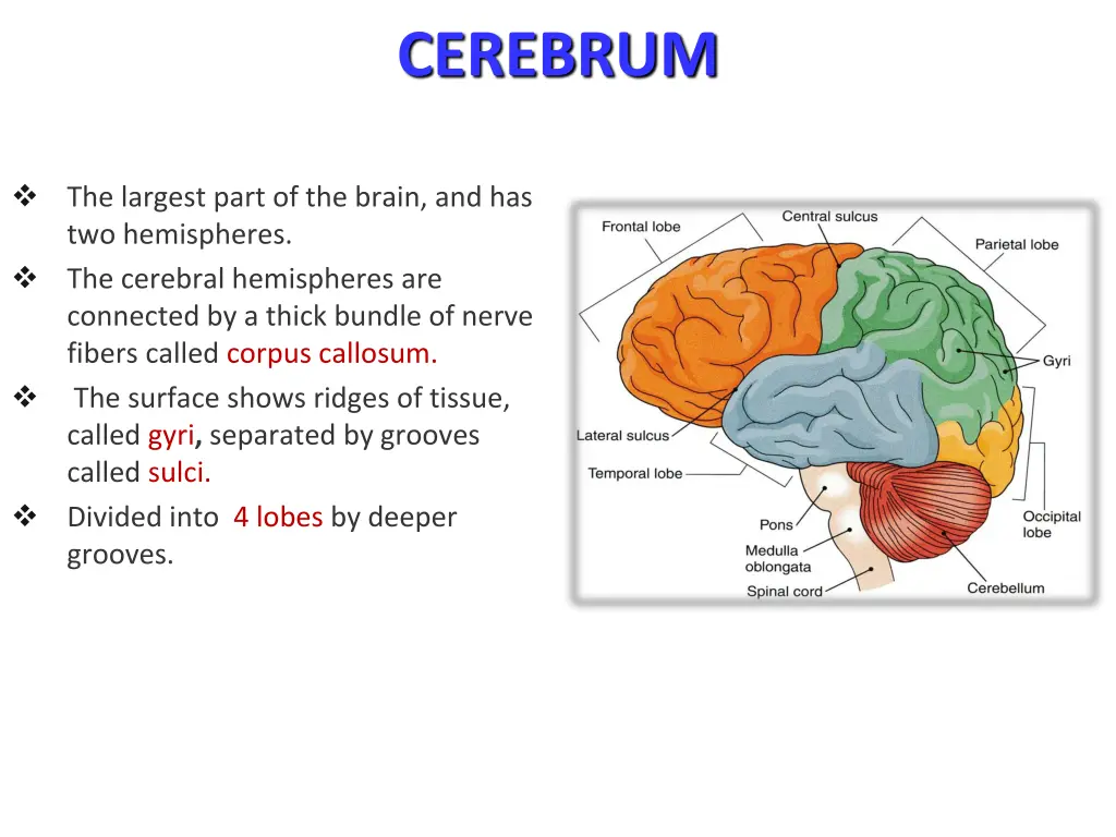 cerebrum