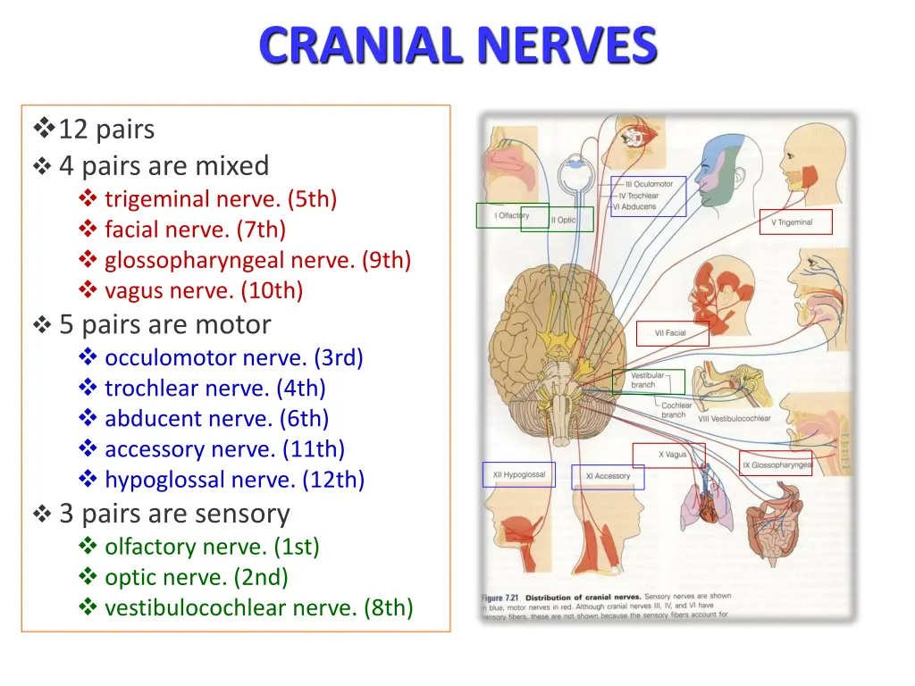 cranial nerves