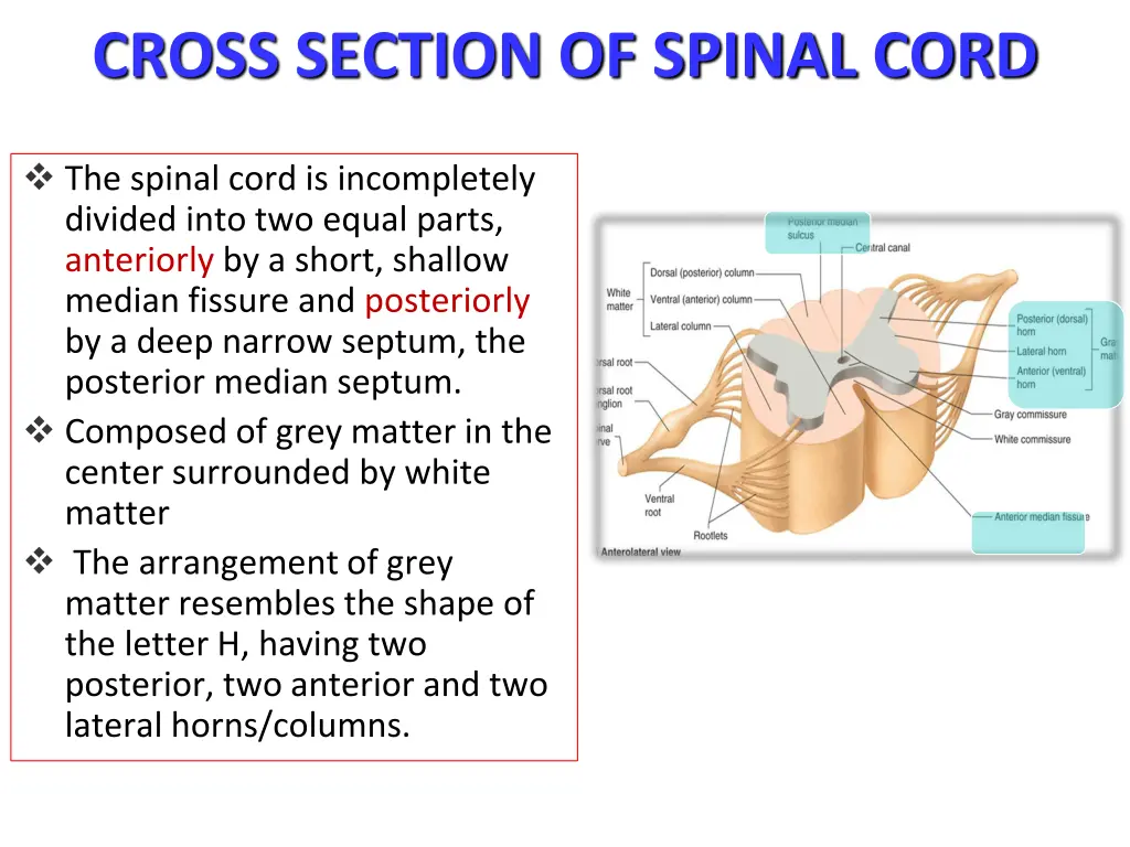 cross section of spinal cord