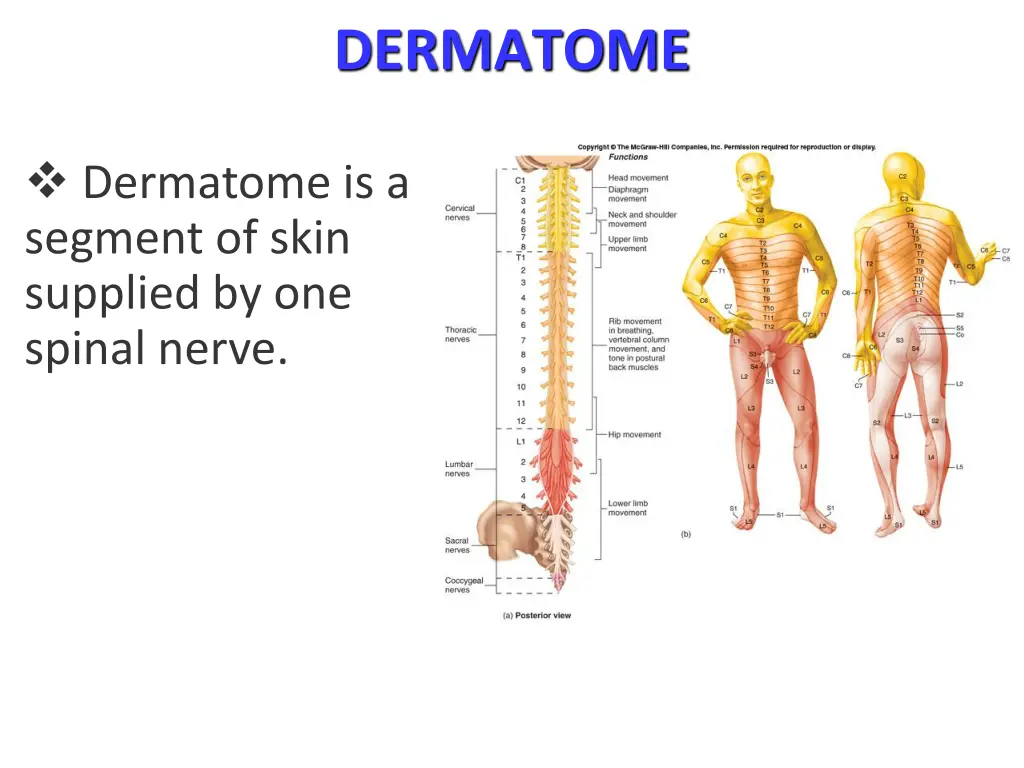 dermatome