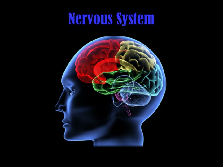 nervous system