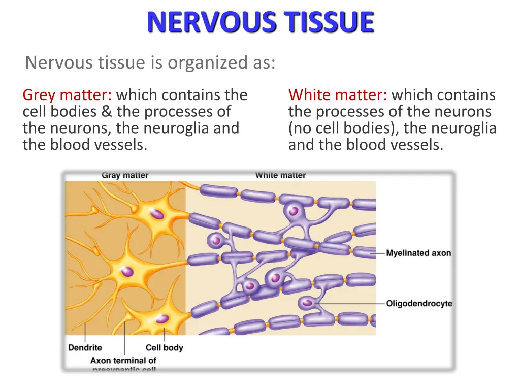 nervous tissue