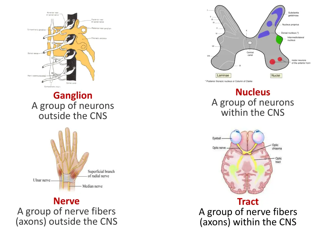 nucleus