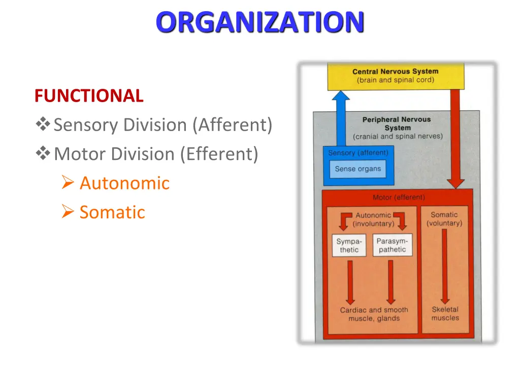 organization 1