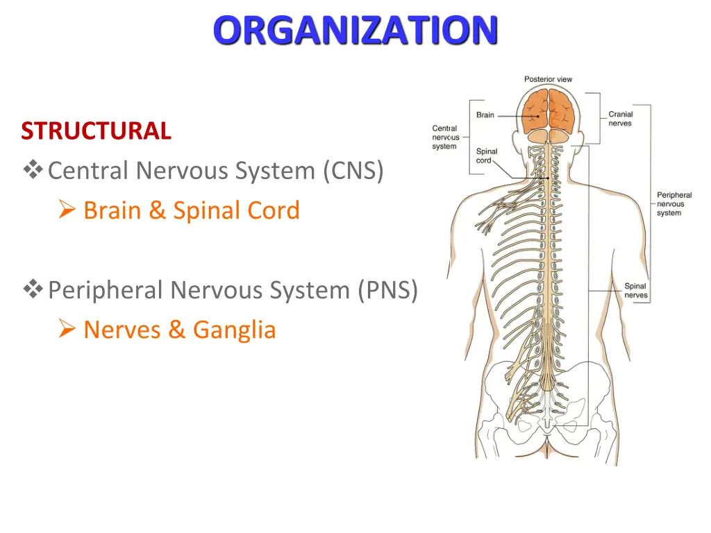 organization