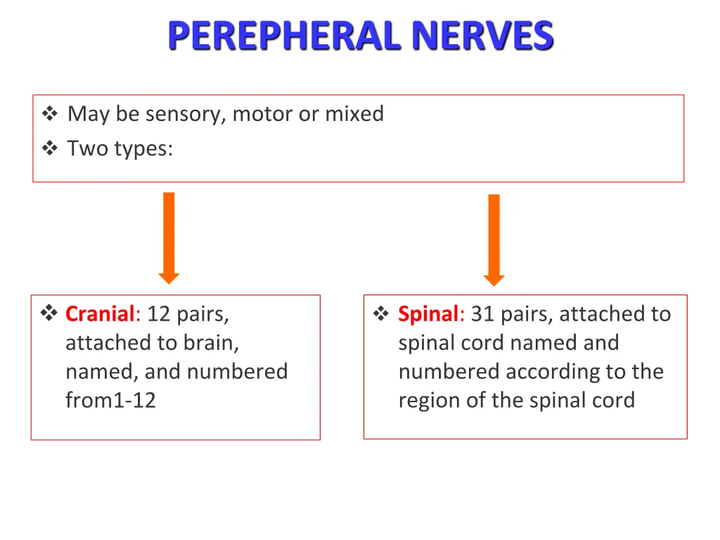 perepheral nerves