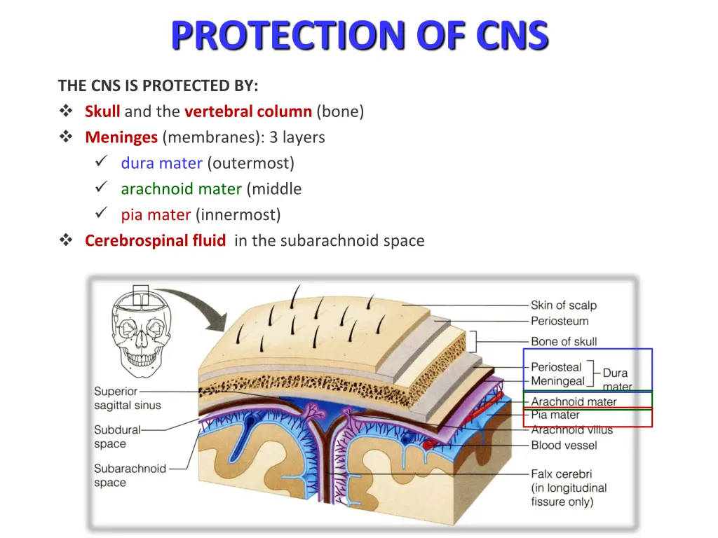 protection of cns