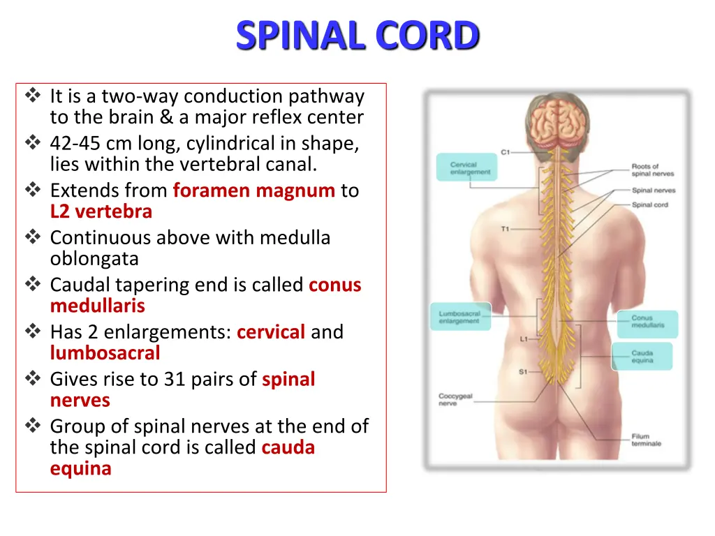 spinal cord