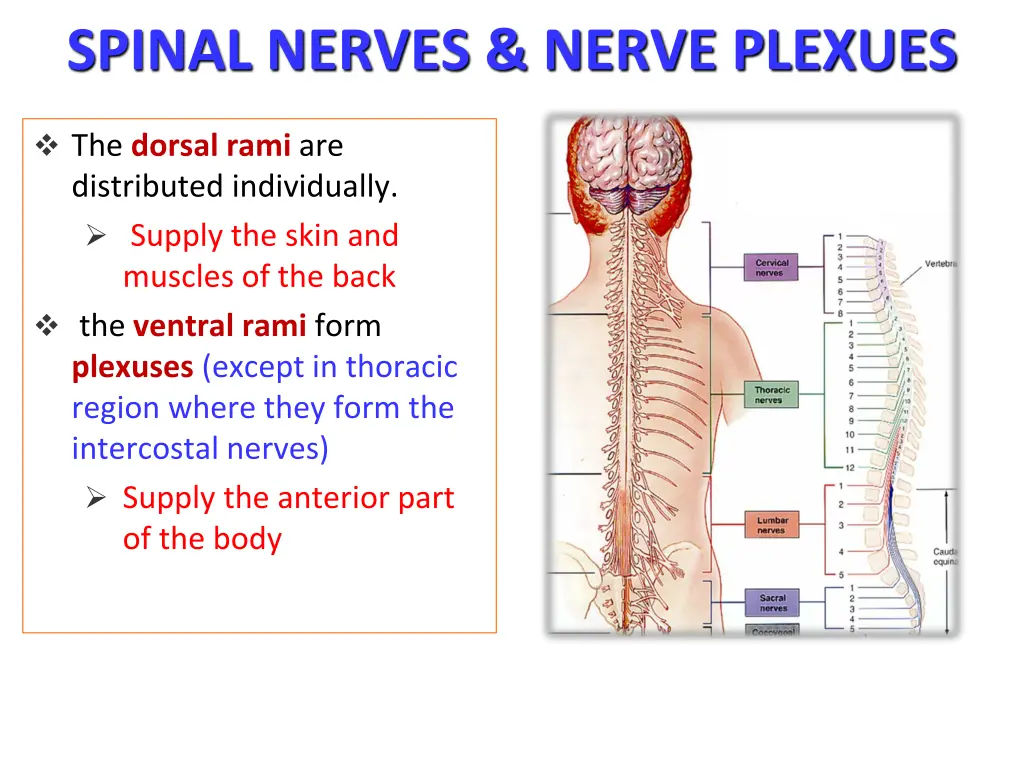 spinal nerves nerve plexues 1