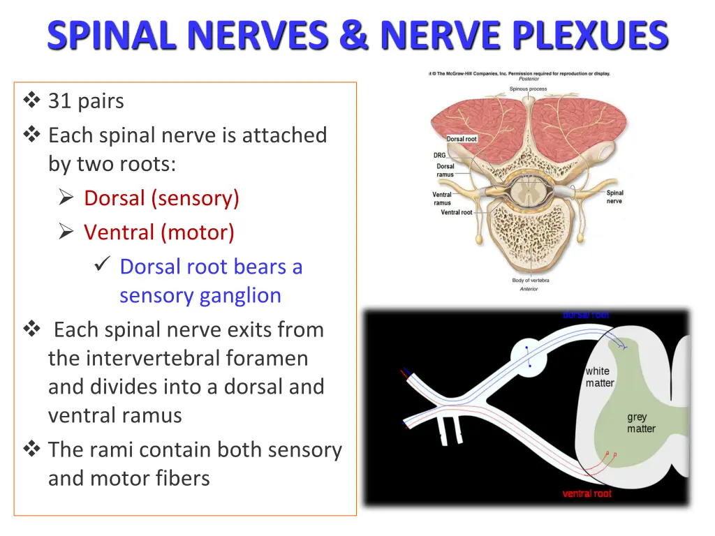 spinal nerves nerve plexues