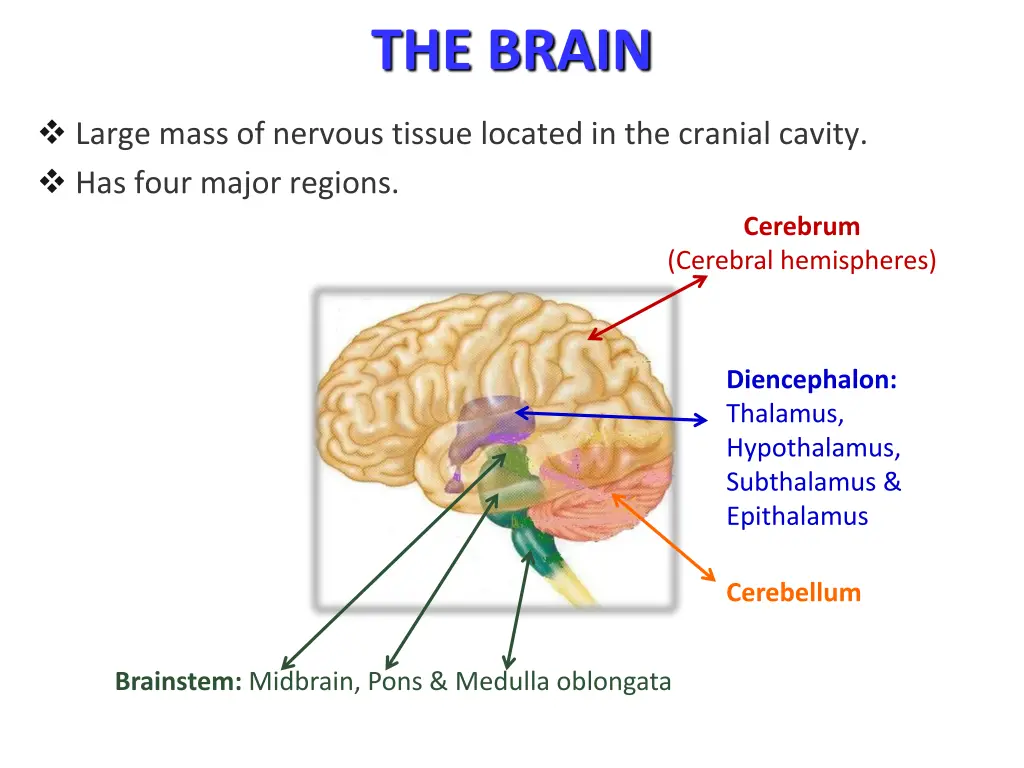 the brain